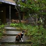 鹿教湯 三水館 - 