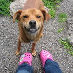 白川そば隠庵 - 外にいた受口気味の犬