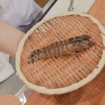 てんぷら 一心 - 車海老