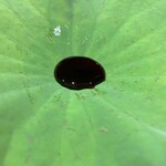 御料理 まつ山 - 