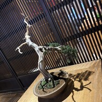 鮨処 ざね - 