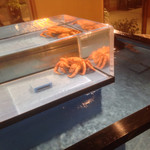 大宮 甲羅本店 - 