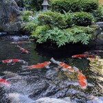 湯あそび宿 曙 - お庭の錦鯉