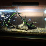 臥薪 - トイレには熱帯魚が