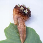 プレゼンテ スギ - 2025.10 印旛沼産天然すっぽんと猪を詰めた錦爽鶏手羽 発酵紫キャベツパウダー にらの花