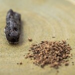 プレゼンテ スギ - 2025.10 人参の向こう側（人参の炭パウダーでフリットにした人参、シナモンシュガーパウダーと林檎ピュレ）