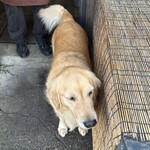 イル・ピッツァイオーロ - 