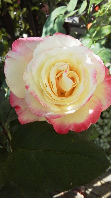 和蘭丹 &ndash; 須賀川（洋食）| 地元で愛される洋食レストランの魅力とおすすめメニュー