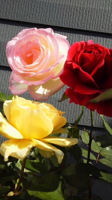 和蘭丹 - 須賀川（洋食）の写真