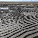 支那ソバ 小むろ - ふなばし三番瀬海浜公園の干潟②