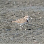 支那ソバ 小むろ - シロチドリ