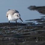 支那ソバ 小むろ - ミユビシギ①