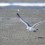 支那ソバ 小むろ - ウミネコ