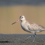 支那ソバ 小むろ - オオソリハシシギ