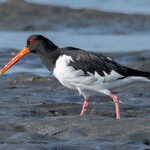 支那ソバ 小むろ - ミヤコドリ