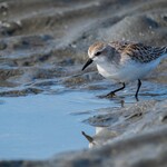 支那ソバ 小むろ - ミユビシギ