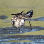 支那ソバ 小むろ - スサー（羽伸ばし）をするハマシギ