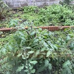 シェ・スガヤ - 