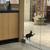 スターバックスコーヒー KITTE博多店