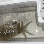 うを徳 - 活きあおりいか