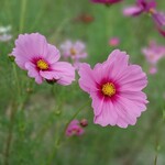 ステーキハウス ミディアムレア - 海の中道海浜公園