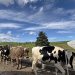 美瑛放牧酪農場 - 