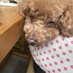 大衆食堂みゆき - 鳥もも食べて満足？ｗ