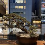 TORAYA GINZA - 