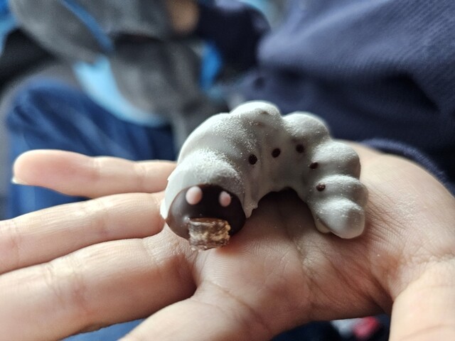 小松屋本店 - 横手（ケーキ）の写真