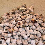 とれとれ海鮮 浜の大将 - 