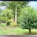 Bosco - ・席からの景観
      大きな窓の向こうに広がるミドリの庭園を眺めながら
      ゆったりと寛げます