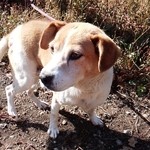 caffe gita - 看板(｡･ω･｡o[]oわんちゃん♪