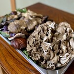 よし町 - わかば屋さん採集のきのこ様達