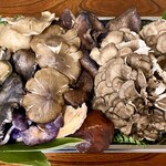 よし町 - わかば屋さん採集のきのこ様達