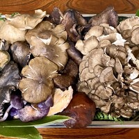 よし町 - わかば屋さん採集のきのこ様達