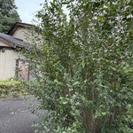 那由他 - ぼうぼうと細い枝の伸びたムクゲはタチアオイのよう。去年まではこじんまりしていたのに見上げる高さになった。