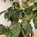 ベアコーヒー - 