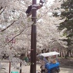 Fujita Aisu Ten - 屋台と桜