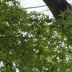 那由他 - もみじの紅葉はまだまだ先の様子^_^