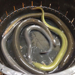 2014年11月中旬。本当に個体差があるの、わかります。完全予約でないと、対応できませんね。