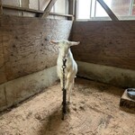 土田牧場 ミルクハウス - 