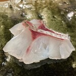 鮨桂太 - マダイ(//∇//)