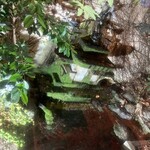 珈琲茶房 かめのや - 