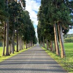 トラピスト修道院 売店 - 美しいポプラ並木