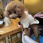 大衆食堂みゆき - シェリ