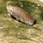 鮨shizuku 西天満 - 