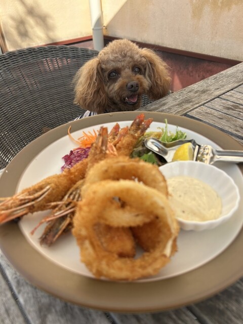 Oranda-ya Tomio Ten photo 2