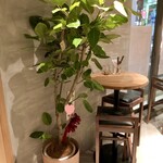 トンガリアーノ - ✨店内（癒しの観葉植物）✨