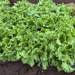 KURKKU FIELDS perus - レタス、美味しそうでした。