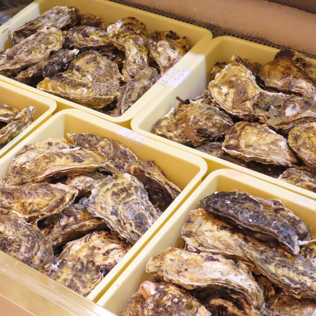 かき小屋ほや小屋 まぼ屋 ヨドバシ仙台店 - 宮城野通（居酒屋）の写真